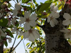 -菊园百果园
