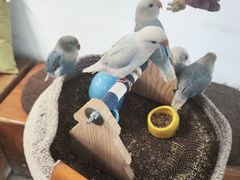 -吉丁鸟咖·异宠·寄养