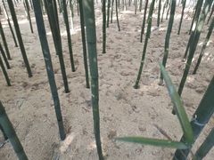 -同里国家湿地公园