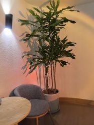 -薇薇安花系SPA