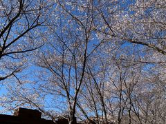 -樱花山风景区