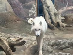 -西安曲江海洋极地公园