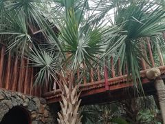 -呀路古热带植物园