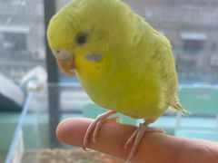 -怪兽屋·羊驼·猫咖·狗咖(俊华广场店)