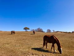 -塞罕坝国家级自然保护区