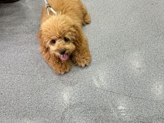 -瑞派宠物医院·犬猫全科·猫友好(宾水西道店)