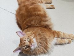 -藏猫猫咖啡主题馆(中央大道店)