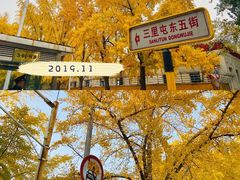 -三里屯东五街银杏大道