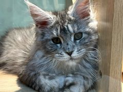 -BABIT巴比特宠物(MOMOPARK店)