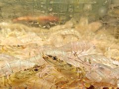 -龙宴海鲜城(经中路店)