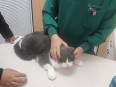 -瑞派长江宠物医院·猫科·外科·24小时夜护(谊城公寓分院)