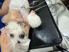 -佩兹宠物医院肿瘤专科·眼科·牙科(黄浦店)