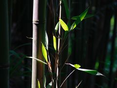 -成都杜甫草堂博物馆
