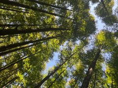 -山王坪喀斯特国家生态公园