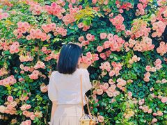 -都江堰玫瑰花溪谷
