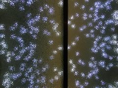 -上海柏悦酒店·世纪100牛排馆