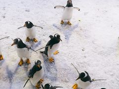 -芜湖新华联大白鲸海洋公园