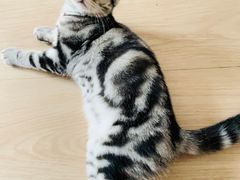 -纳吉亚猫专科动物医院博雅分院
