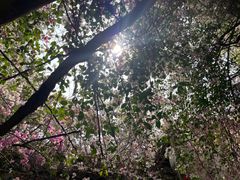 -深圳国际园林花卉博览园