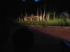 -清迈夜间动物园