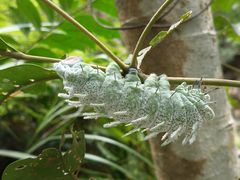 -广州白江湖森林公园