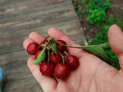 -老太太豆皮(南芬店)