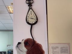 -瑞派申生动物医院·24H夜诊·国际动物医疗中心·骨外科(吴中路店)