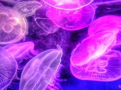 -青岛海底世界-水族馆