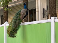 -J Create城市露营咖啡·简餐·宠物(上海动物园店)