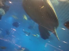-海棠湾洲际-涛·海底餐厅·美人鱼·自助餐·海底隧道