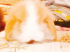 -浣熊柯尔鸭土拨鼠·电玩咖