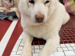 -和它·交个朋友·狗咖猫咖(爱琴海店)