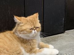 -瞄一喵猫咖(格力海岸店)