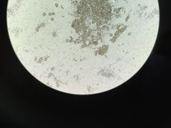 -宠颐生贝利健动物医院(谢家湾分院)
