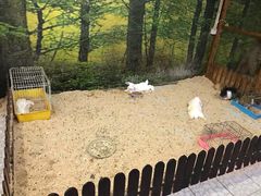 -上海大自然野生昆虫馆(东方明珠·爬宠昆虫探索中心)