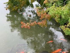 -水前寺成趣园