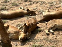-西霞口神雕山野生动物世界