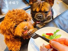 -百好乐宠物友好餐厅(朝外大街店)