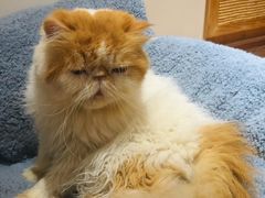 -有猫主题·治愈系猫咖(曾厝垵店)