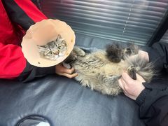 -伟伟宠物医院·CT影像中心·瑞派犬猫综合性门诊(汉口总院)