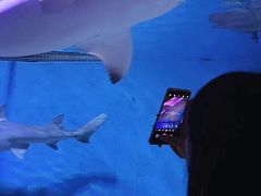 -正佳极地海洋世界