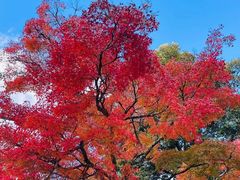 -奈良公园