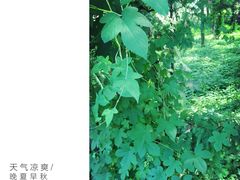 微山湖湿地红荷旅游风景区-微山湖红荷湿地景区