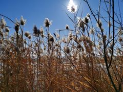 -野鸭湖国家湿地公园