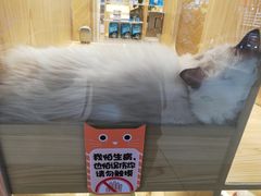 -屋虎猫馆(宝安大仟里店)