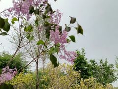 -群力丁香公园