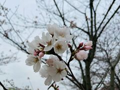 -顾村公园