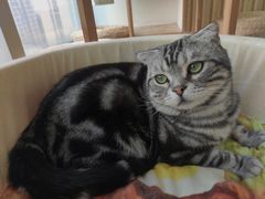-Catmate·猫肥家润(金润铂宫店)