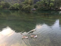 -靖西鹅泉风景区