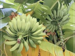 -云溪植物园